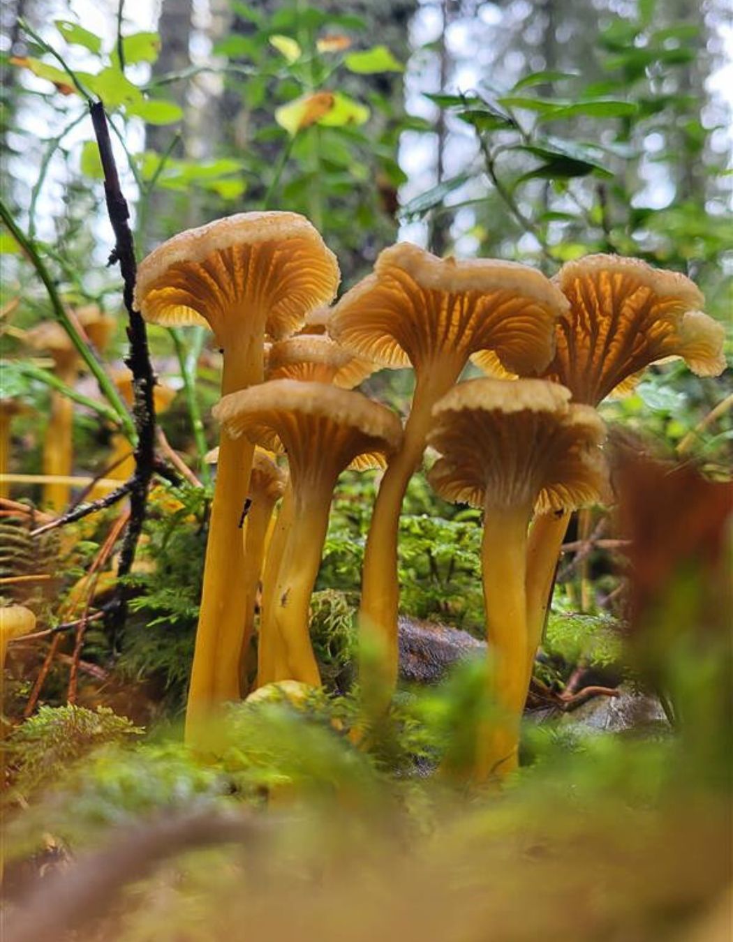 Sieniä metsässä