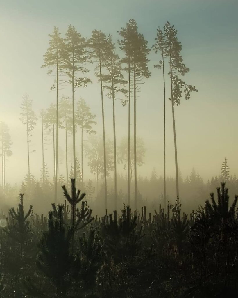 Kaunis utuinen metsämaisema. 